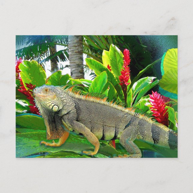 Floridian Iguana POSTCARD Postkarte (Vorderseite)