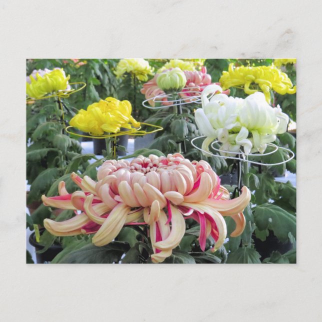 Floristenkneipe:Postkarte Postkarte (Vorderseite)