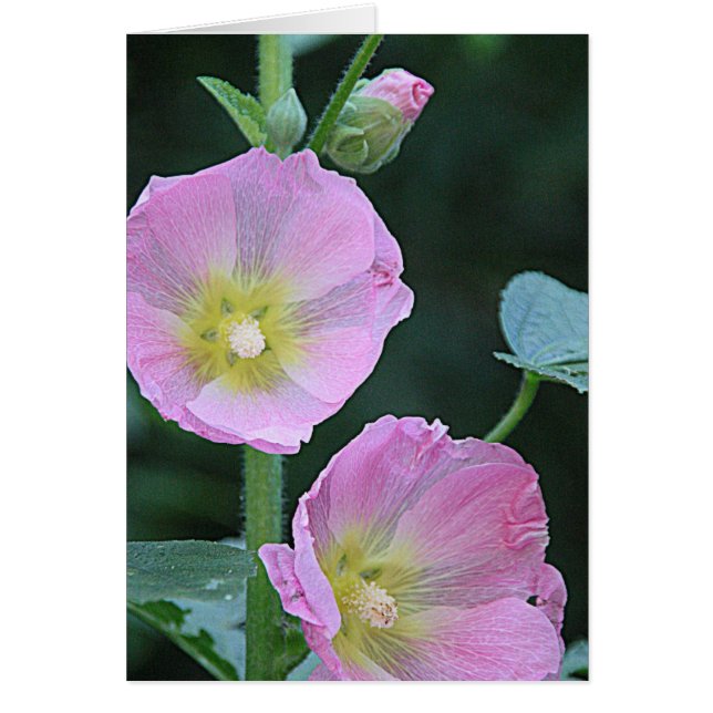 Floroming Together l Rose Hollyhock Flowers (Devant)