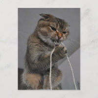 Flossenkatze