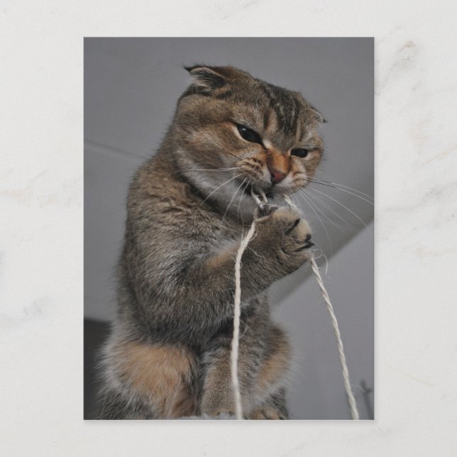 Flossenkatze Postkarte (Vorderseite)