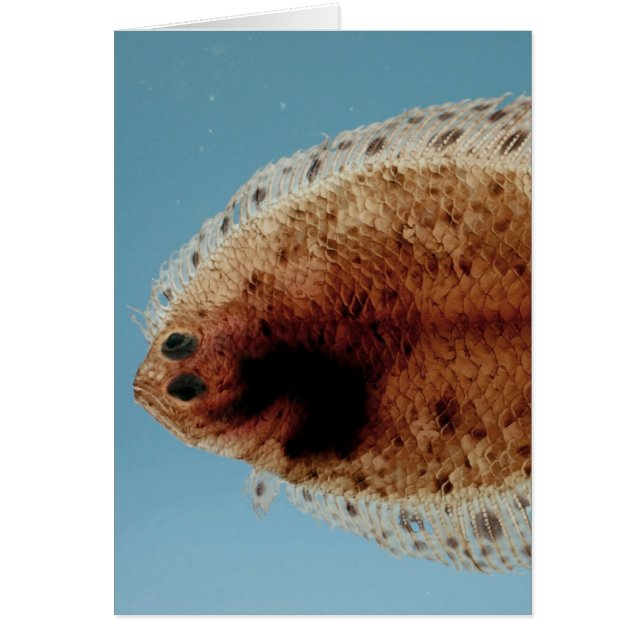Flounder (Vorne)