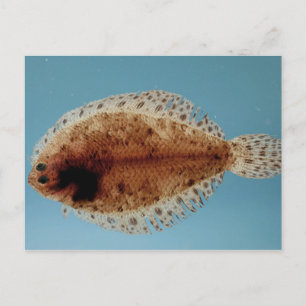 Flounder Postkarte