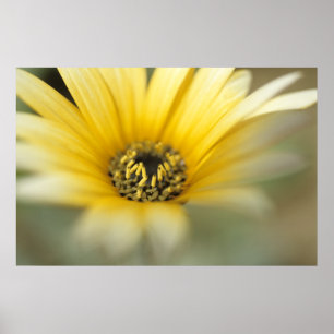 Flower #1 yellow daisy poster