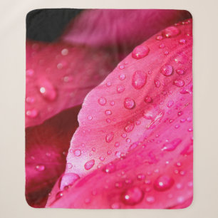 Flower leaf macro dew drops nature sherpadecke