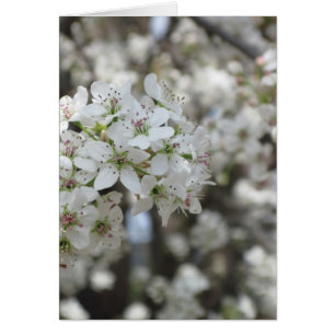 Flower Pear Tree Bloom