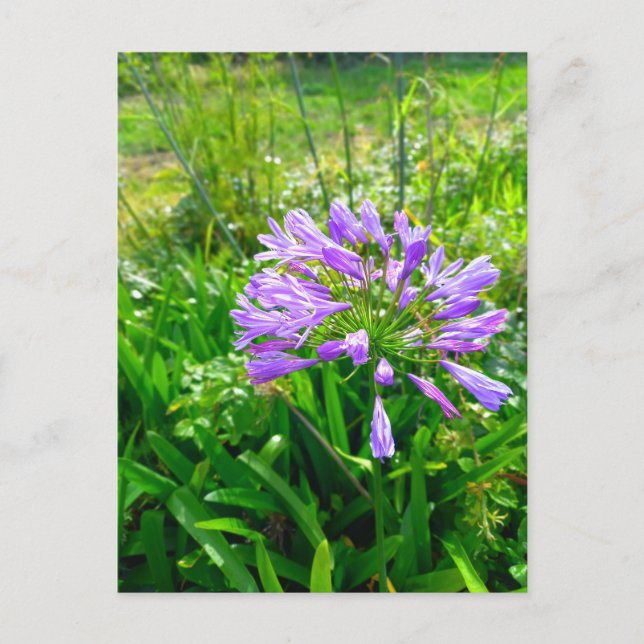 Flower Power - 5 Postkarte (Vorderseite)