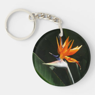 Flower tropical orange paradise