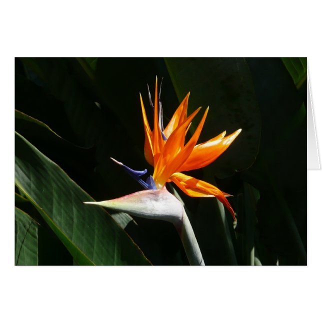 Flower tropical orange paradise (Devant horizontal)