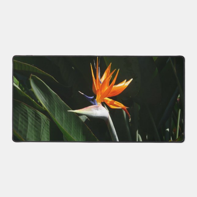 Flower tropical orange paradise (Recto)