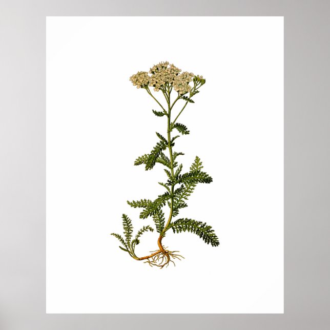 Flowering Herb Vintage Botanical Poster (Vorne)