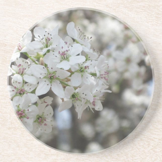 Flowering Pear Tree Bloom Coaster Getränkeuntersetzer (Vorne)