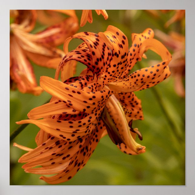 Flowering Petals Poster (Vorne)