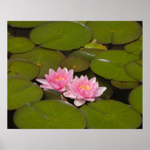 Flowering water lilies poster