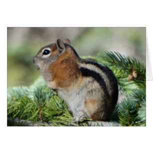 Flowers and cute little chipmunk