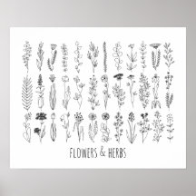 Flowers And Herbs Ink Drawing Poster