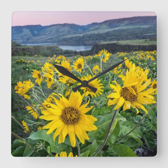 Flowers | Balsomroot Columbia River, Oregon Quadratische Wanduhr (Vorderseite)