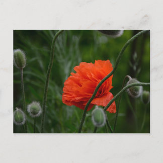 flowers bloom postkarte