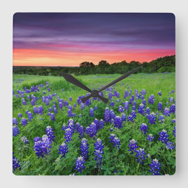 Flowers | Bluebonnets at Sunset Texas Quadratische Wanduhr (Vorderseite)