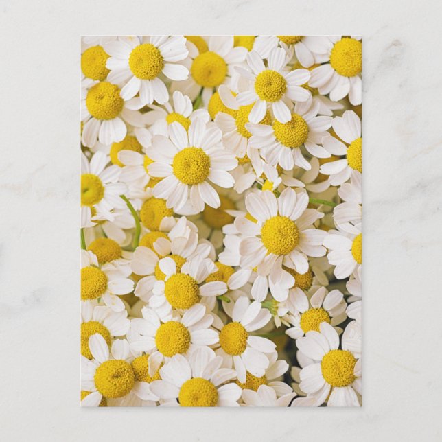 Flowers | Bunch of Chamomiles Postkarte (Vorderseite)