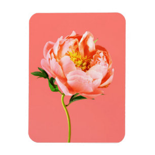 Flowers   Coral Peony Blossom Magnet
