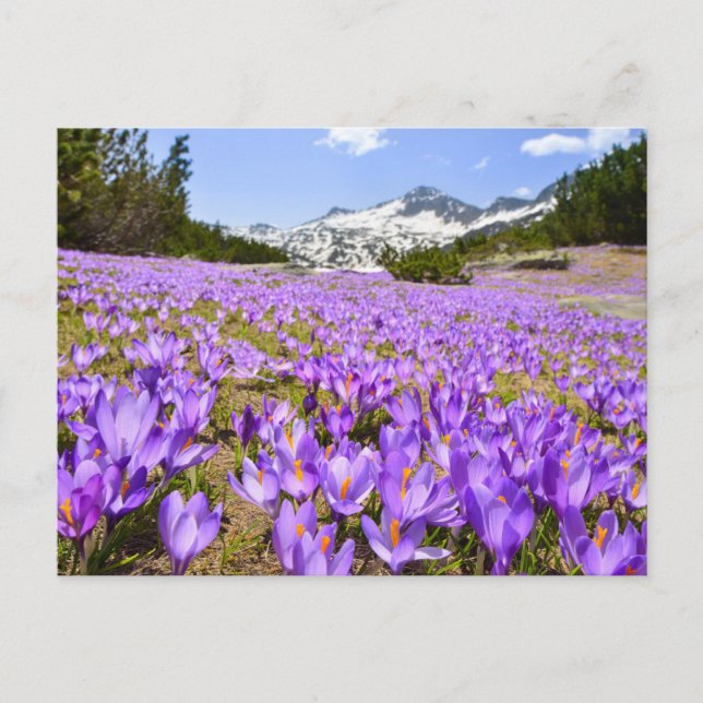 Flowers | Crocus Pirin Mountain Park Bulgaria Postkarte (Vorderseite)