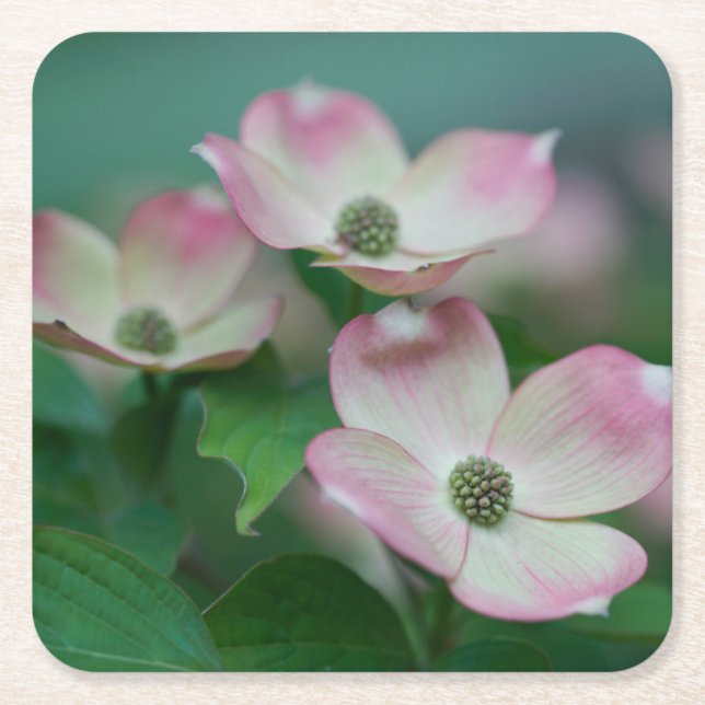 Flowers | Dogwood Blossoms Rechteckiger Pappuntersetzer (Vorderseite)