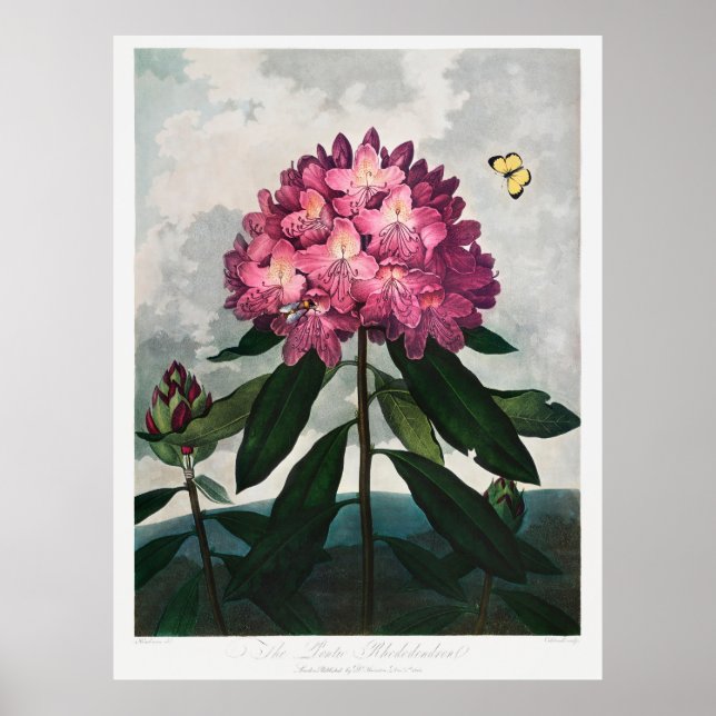 Flowers Illustration 2 Poster (Vorne)