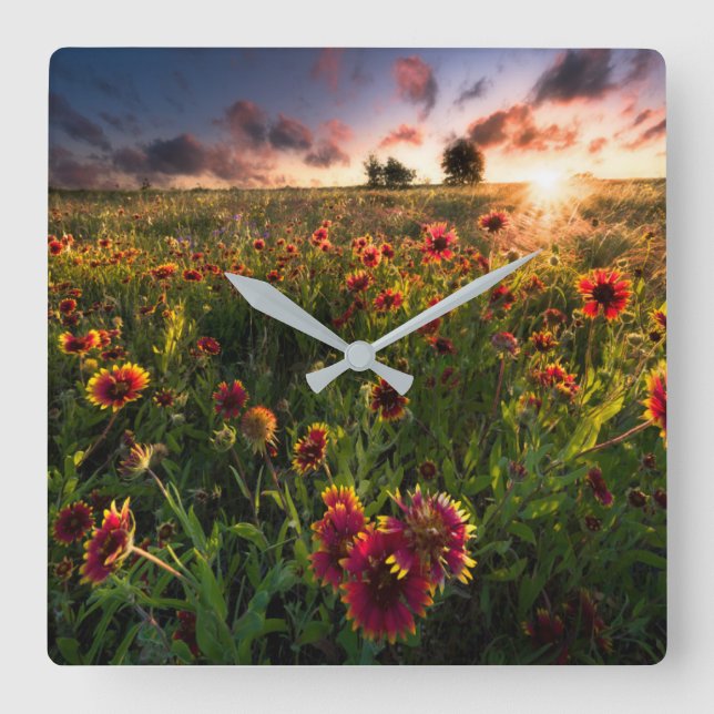 Flowers | Indian Blanket Wildflower Texas Quadratische Wanduhr (Vorderseite)