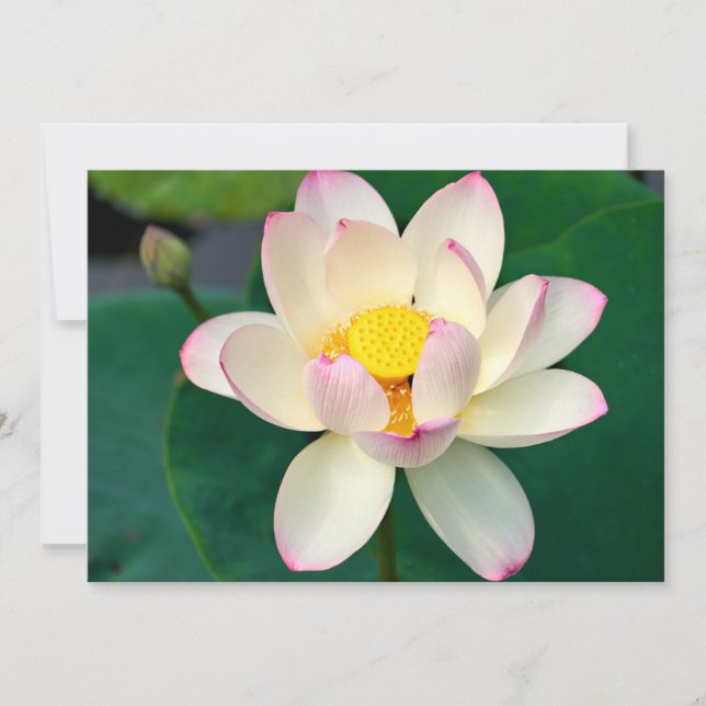 Flowers | Lotus Water Flower Dankeskarte (Vorderseite)