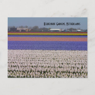 Flowers of the Netherlands Postkarte