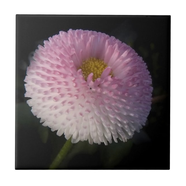 flowers on black - rosa Bellis Fliese (Vorderseite)