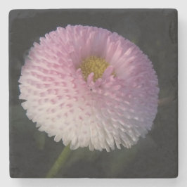 flowers on black - rosa Bellis Steinuntersetzer