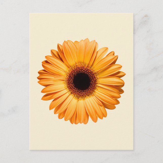 Flowers | Orange Gerbera Postkarte (Vorderseite)