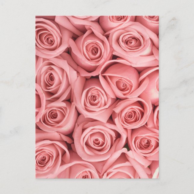 Flowers | Pink Roses Postkarte (Vorderseite)