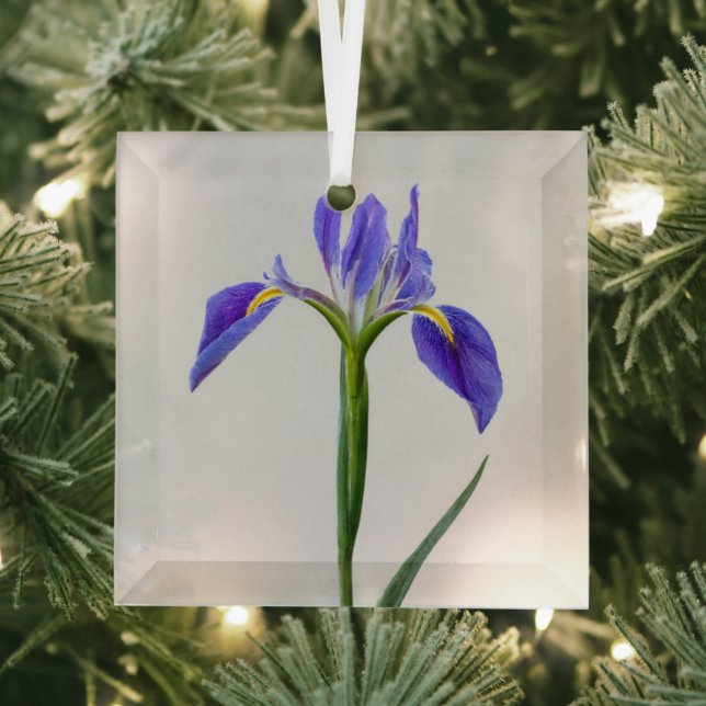 Flowers | Purple Iris Flower Ornament Aus Glas (Insitu)