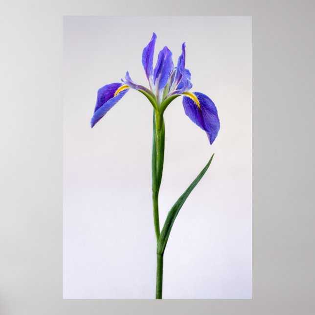 Flowers | Purple Iris Flower Poster (Vorne)