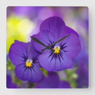 Flowers   Purple Pansies Quadratische Wanduhr