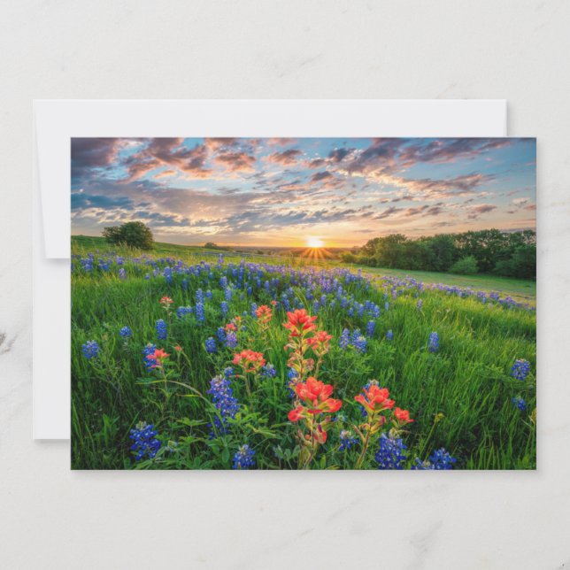 Flowers | Texas Bluebonnets & Indian Paintbrush Dankeskarte (Vorderseite)