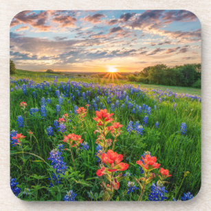 Flowers   Texas Bluebonnets & Indian Paintbrush Getränkeuntersetzer