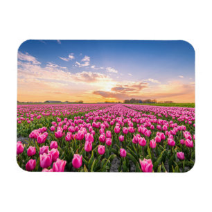 Flowers Tulips South Holland, Netherlands Magnet