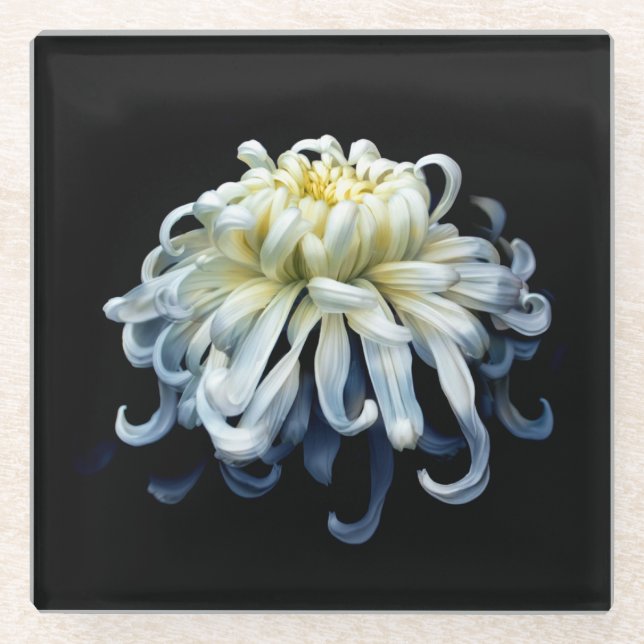 Flowers | White Chrysanthemum Glasuntersetzer (Vorderseite)