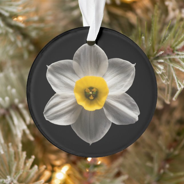 Flowers | White Daffodil Flower (Arbre)