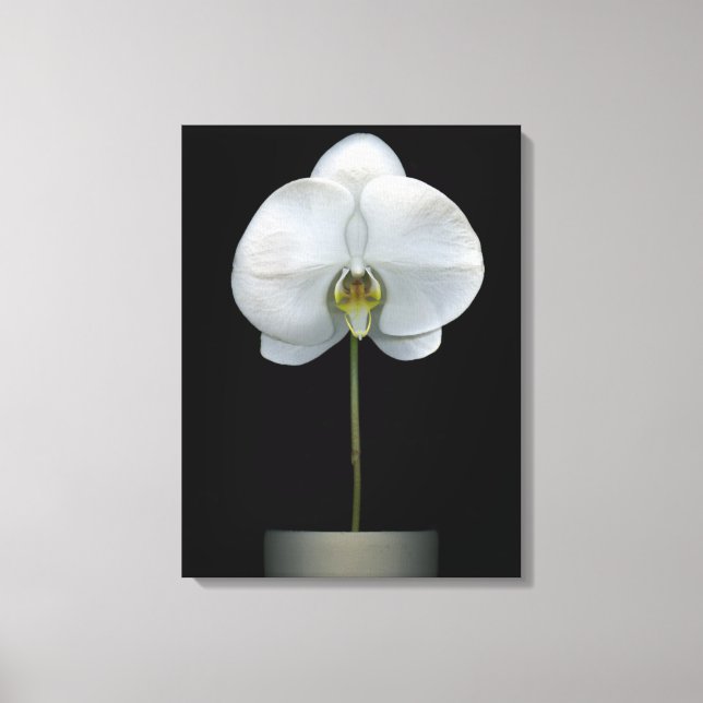 Flowers | White Orchid Flower Leinwanddruck (Vorderseite)