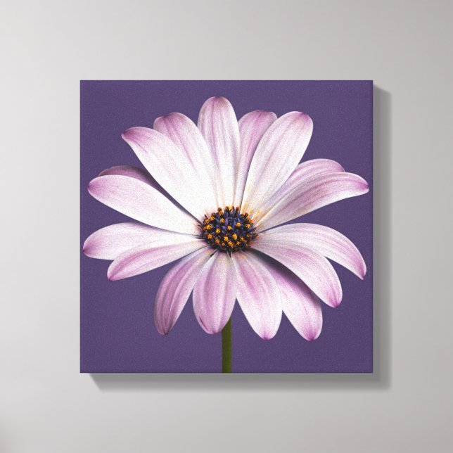 Flowers | White & Purple Daisy Leinwanddruck (Vorderseite)