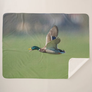 FLÜCHENABSCHWUNG SHERPADECKE