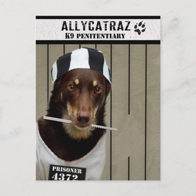 Flucht aus Allycatraz Postkarte (Vorderseite)