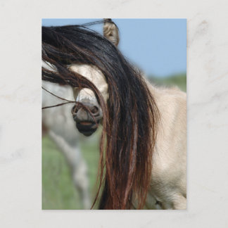 Flüchtige Blick-a-Boo Colt Postkarte