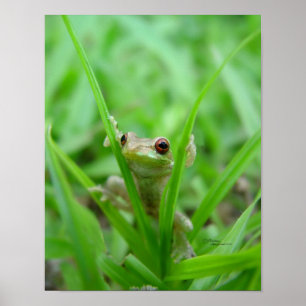Flüchtige Blick A Boo Frosch Poster