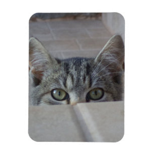 Flüchtige Blick-a-Boo-Kätzchen Magnet